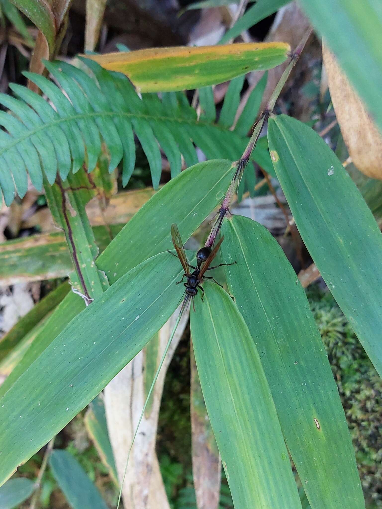 Agelaia angulata (Fabricius 1804)的圖片