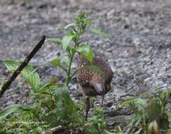 Imagem de Tragopan blythii (Jerdon 1870)