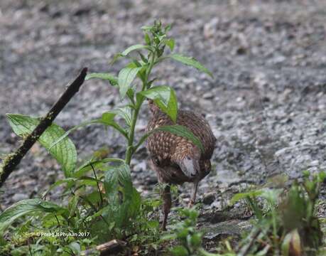 Image of Blyth's Tragopan