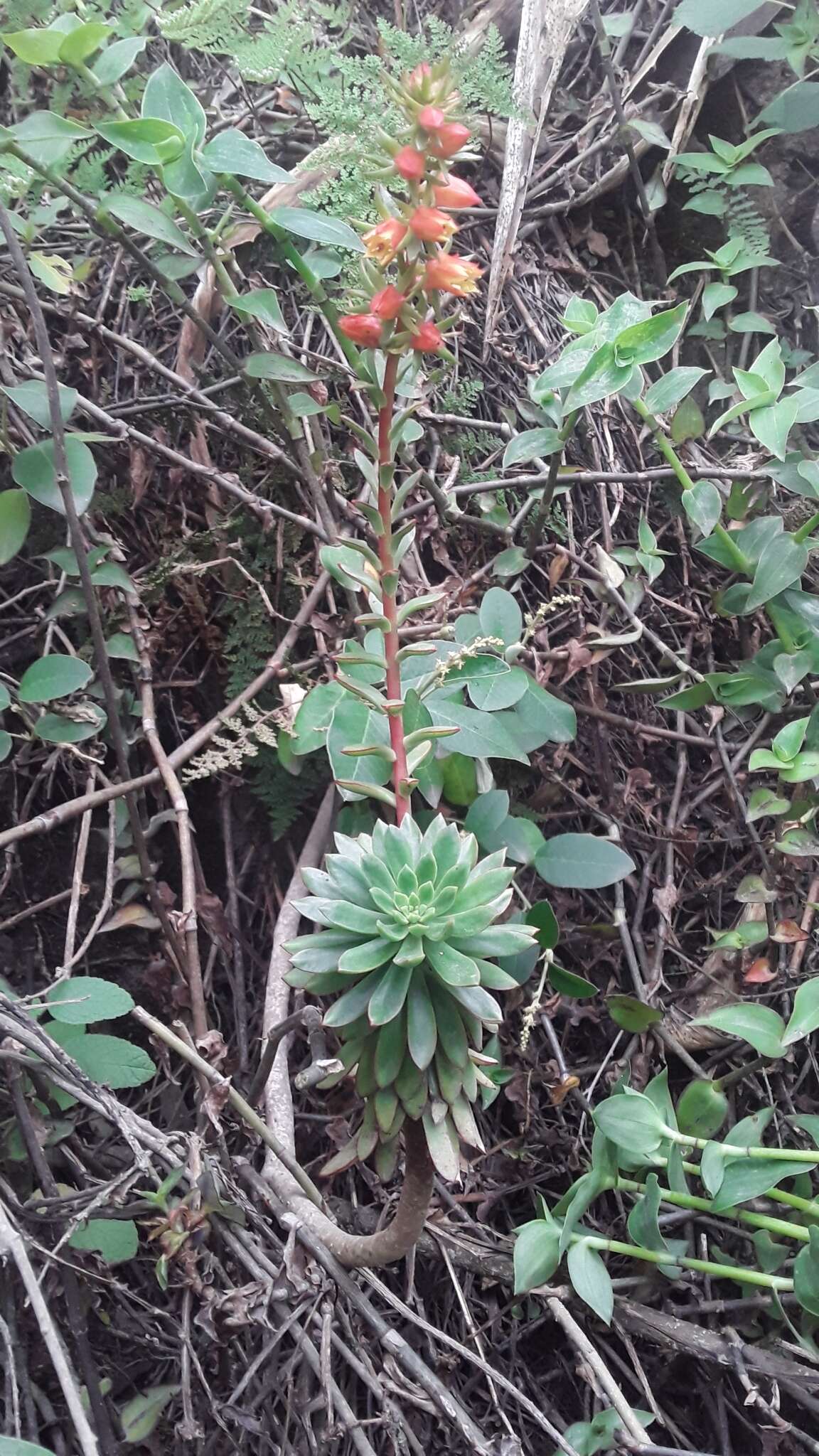 Image of Echeveria quitensis (Kunth) Lindley