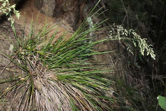 Image of Poa anceps G. Forst.