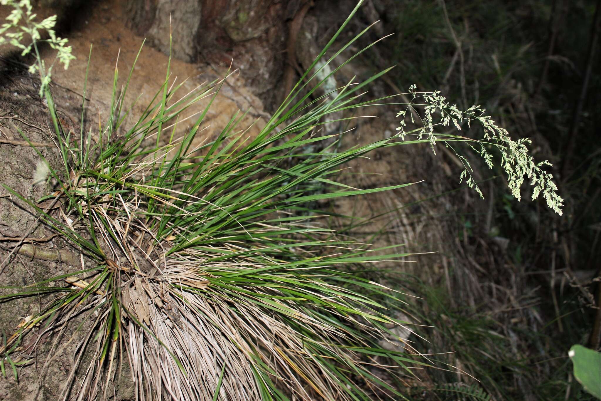 Image of Poa anceps G. Forst.