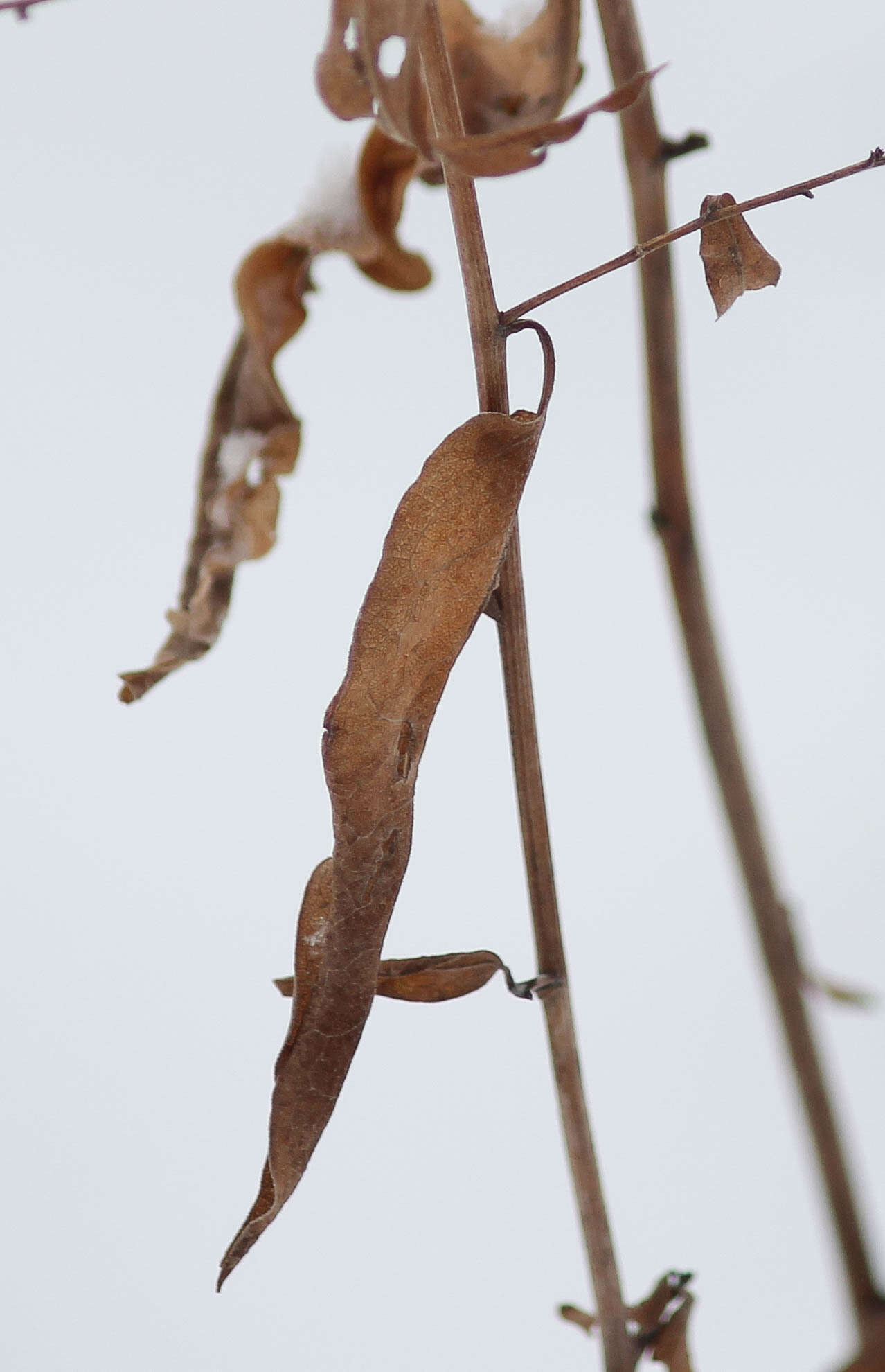 Plancia ëd Symphyotrichum shortii (Lindl.) G. L. Nesom