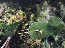 Image of Pleurothallis matudana C. Schweinf.