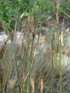 Image of Dianthus acantholimonoides Schischk.