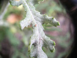 Image of Golovinomyces fischeri (S. Blumer) U. Braun & R. T. A. Cook 2009