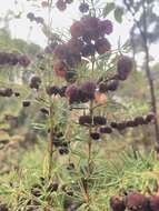 Image of sweet boronia