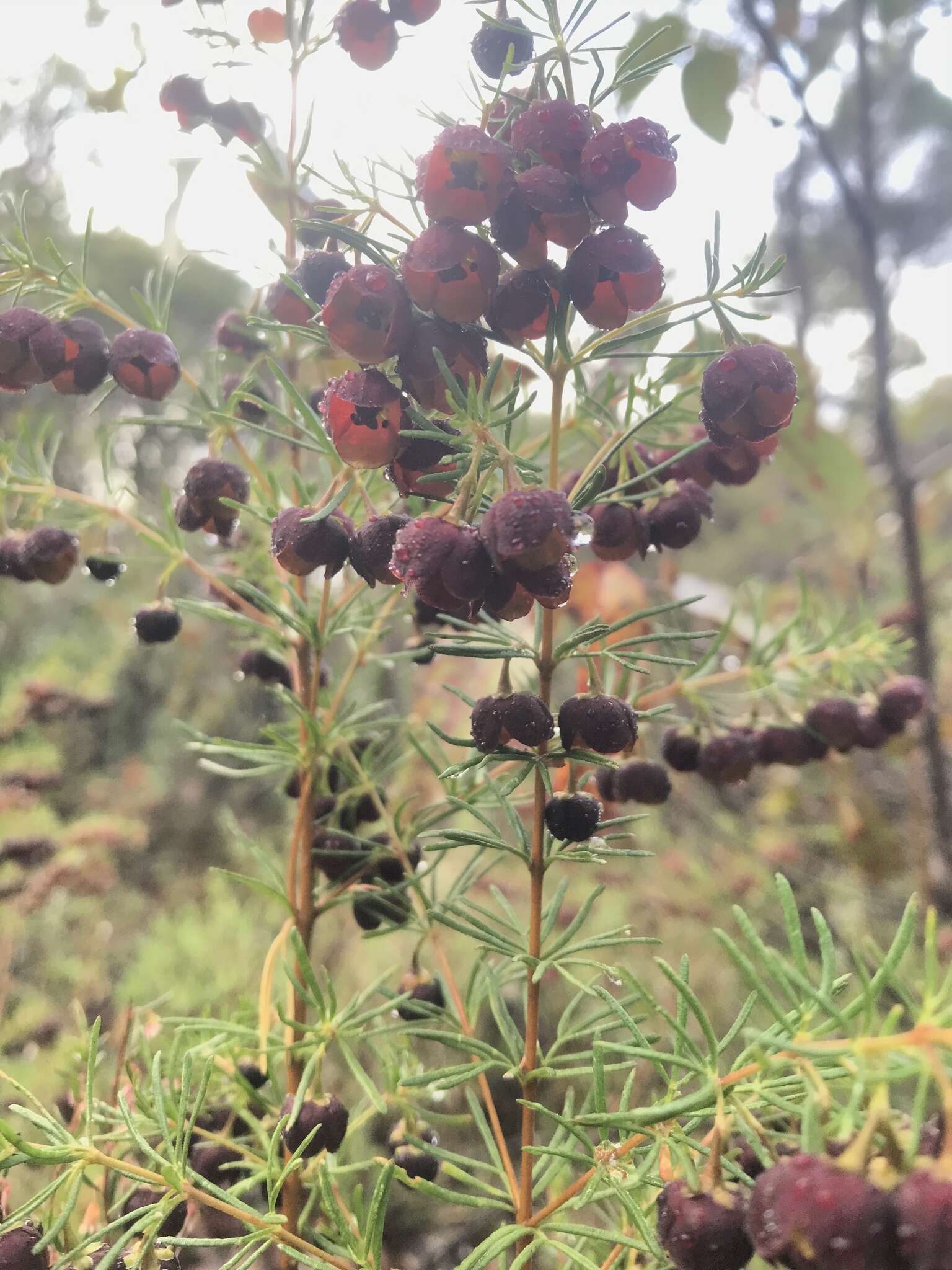 Image of sweet boronia