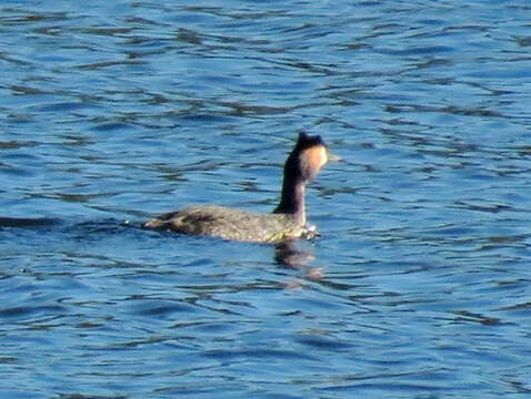 Image of Podiceps cristatus infuscatus Salvadori 1884