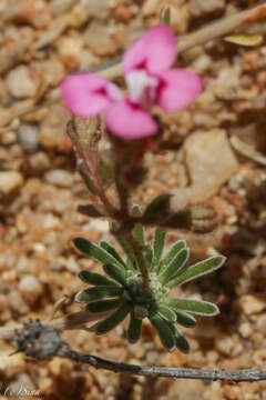 Image of Stylidium dielsianum E. Pritz.