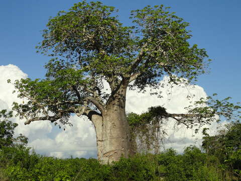 Image of African Baobab