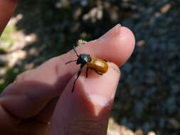 Imagem de <i>Labidostomis taxicornis</i>