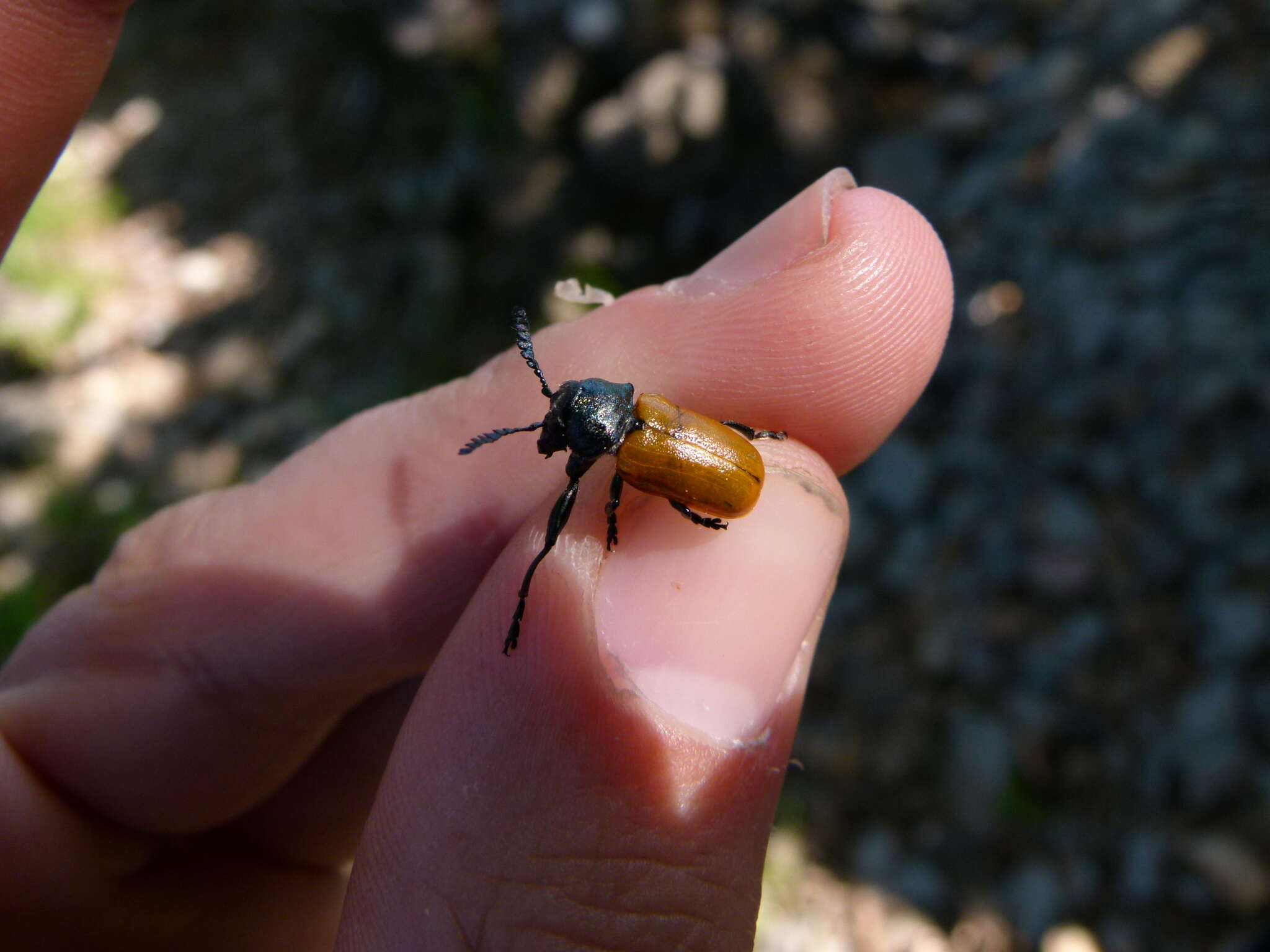 Image de <i>Labidostomis taxicornis</i>