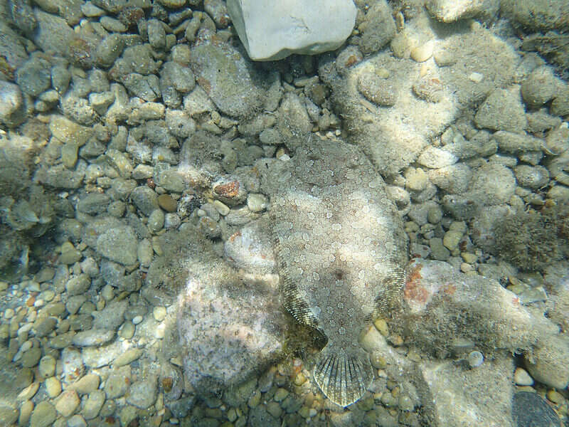 Image of Wide-eyed Flounder