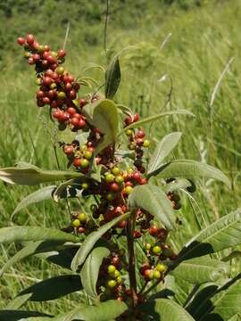 Image of Searsia discolor (E. Mey. ex Sond.) Moffett