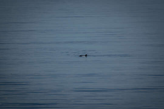 Image of Common porpoises