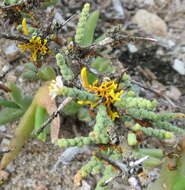 Image of Asparagus capensis var. litoralis Suess. & Karling