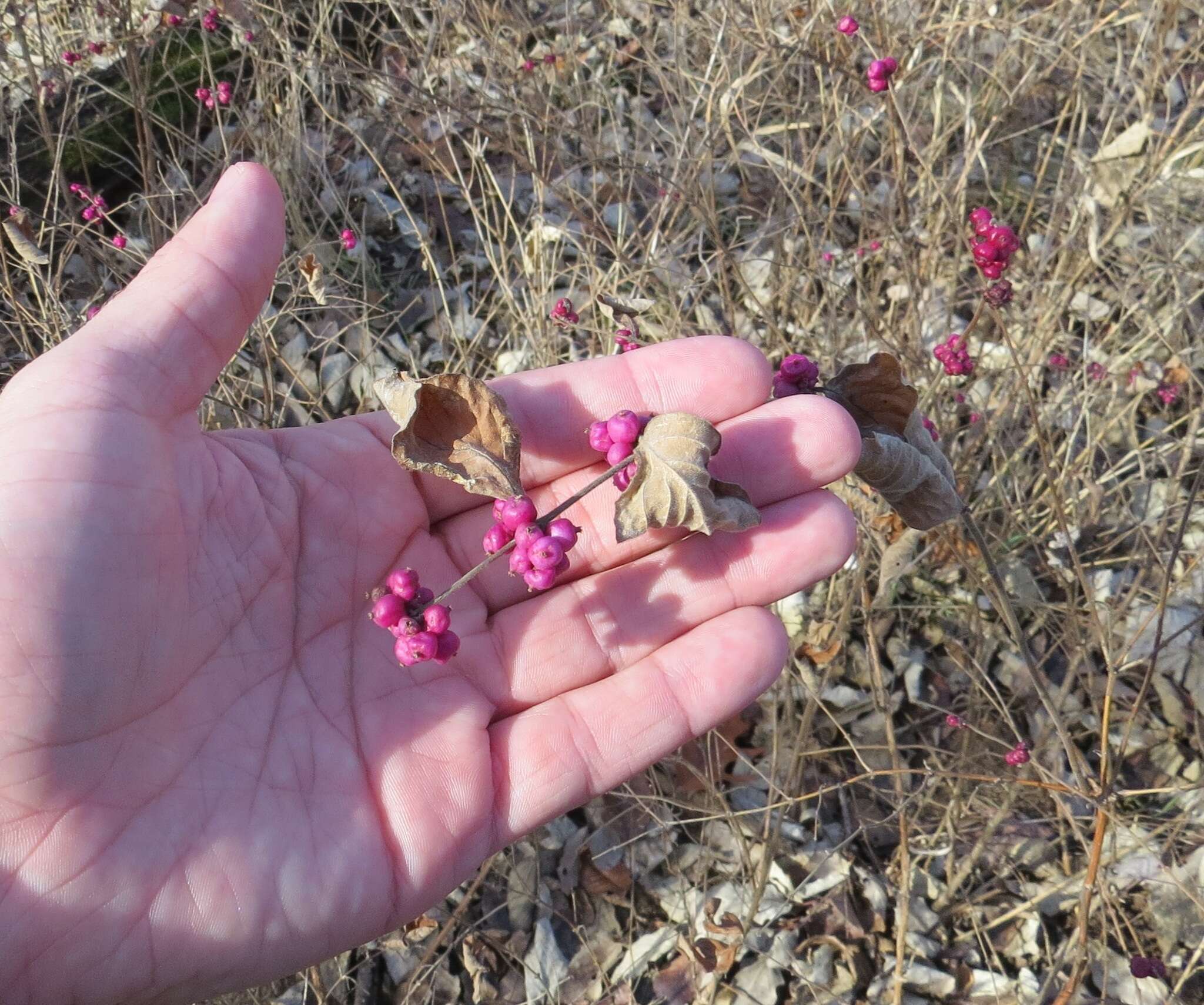 Sivun Symphoricarpos orbiculatus Moench kuva