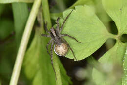 Image of Pardosa laura Karsch 1879