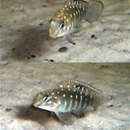 Image of Spotfin Goby Cichlid