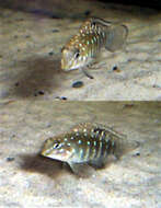 Image of Spotfin Goby Cichlid