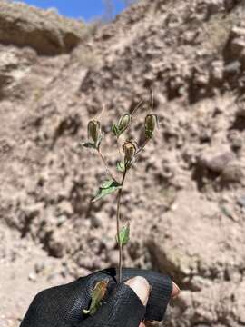 Image of Mentzelia scabra subsp. chilensis (Gay) Weigend