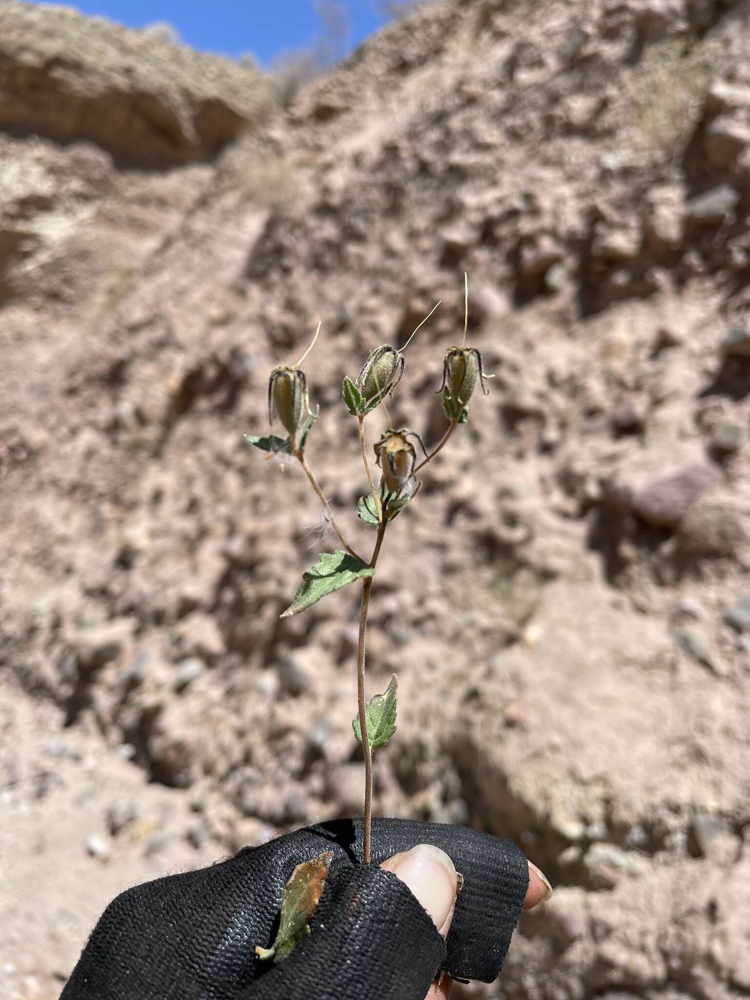 Imagem de Mentzelia scabra subsp. chilensis (Gay) Weigend