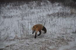Image of American red fox