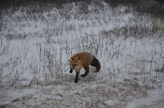 Sivun Vulpes vulpes fulvus (Desmarest 1820) kuva