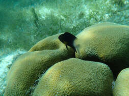 Image of Bicolor Damselfish