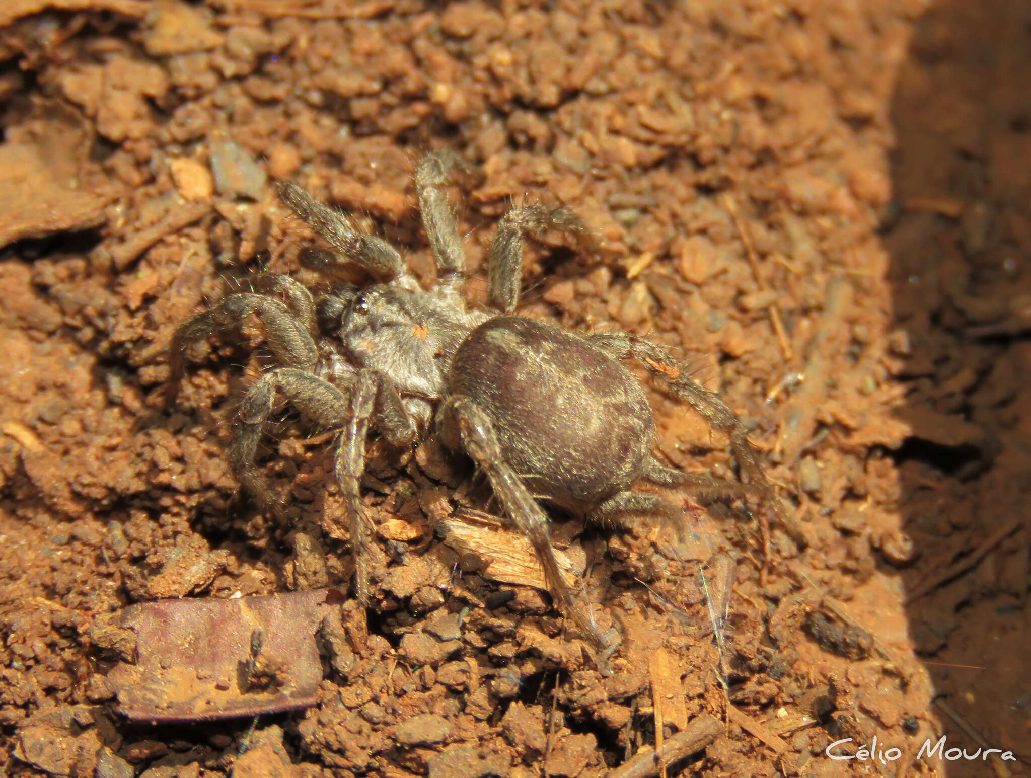 صورة Ischnothele annulata Tullgren 1905