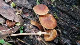 Image of Conocybe rugosa (Peck) Watling 1981