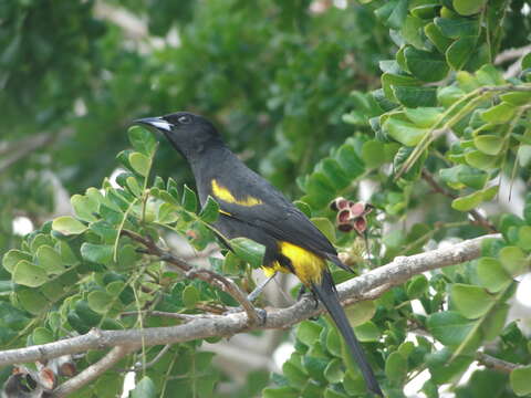 Image of Cuban Oriole