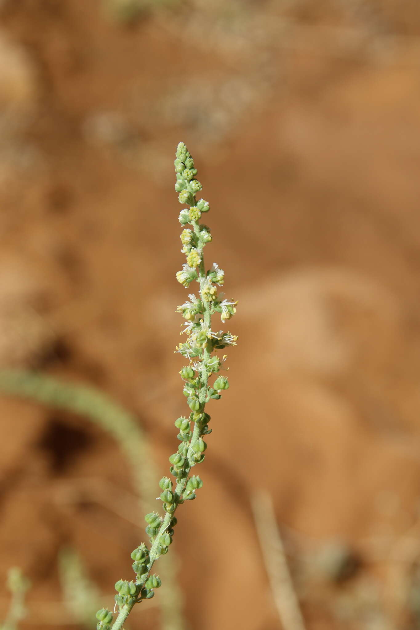 Imagem de Caylusea hexagyna (Forsk.) M. L. Green