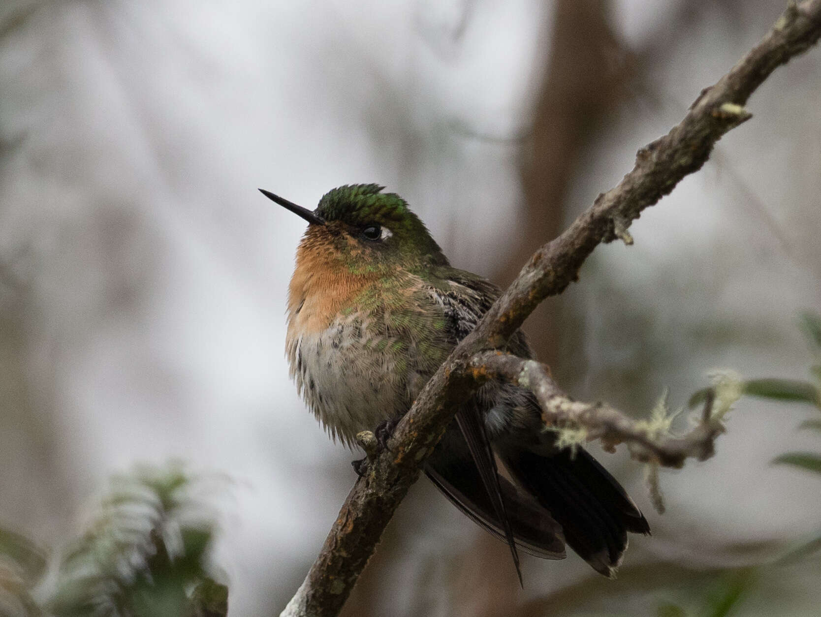 Image of Tyrian Metaltail