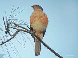 Accipiter tachiro pembaensis Benson, Elliott & Hfi 1975的圖片