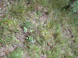 Image of shale barren buckwheat