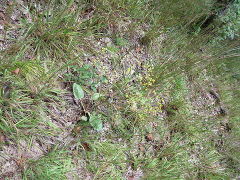 Image of shale barren buckwheat