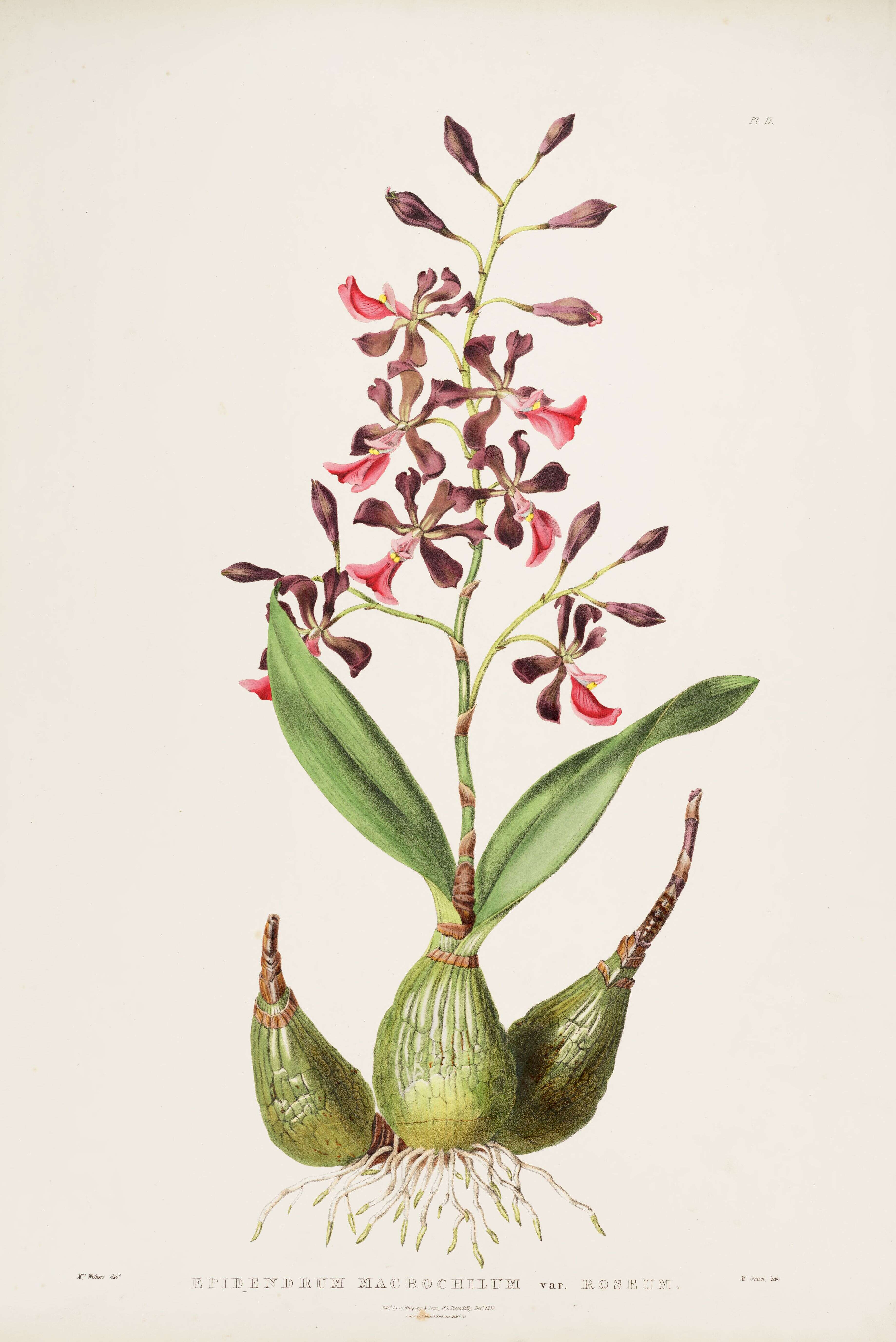 Image of Encyclia cordigera (Kunth) Dressler