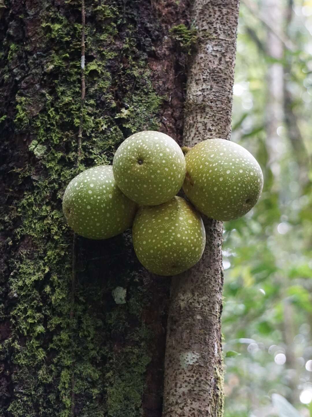 Image of Ficus punctata Thunb.