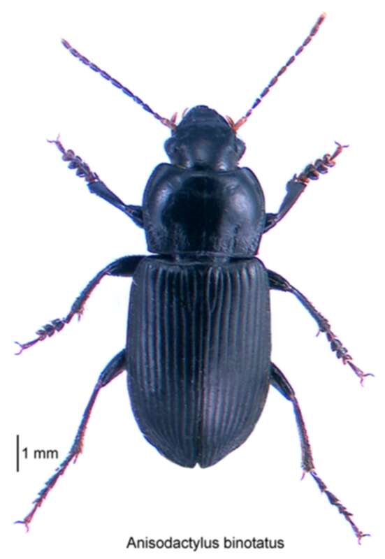 Anisodactylus (Anisodactylus) binotatus (Fabricius 1787) resmi