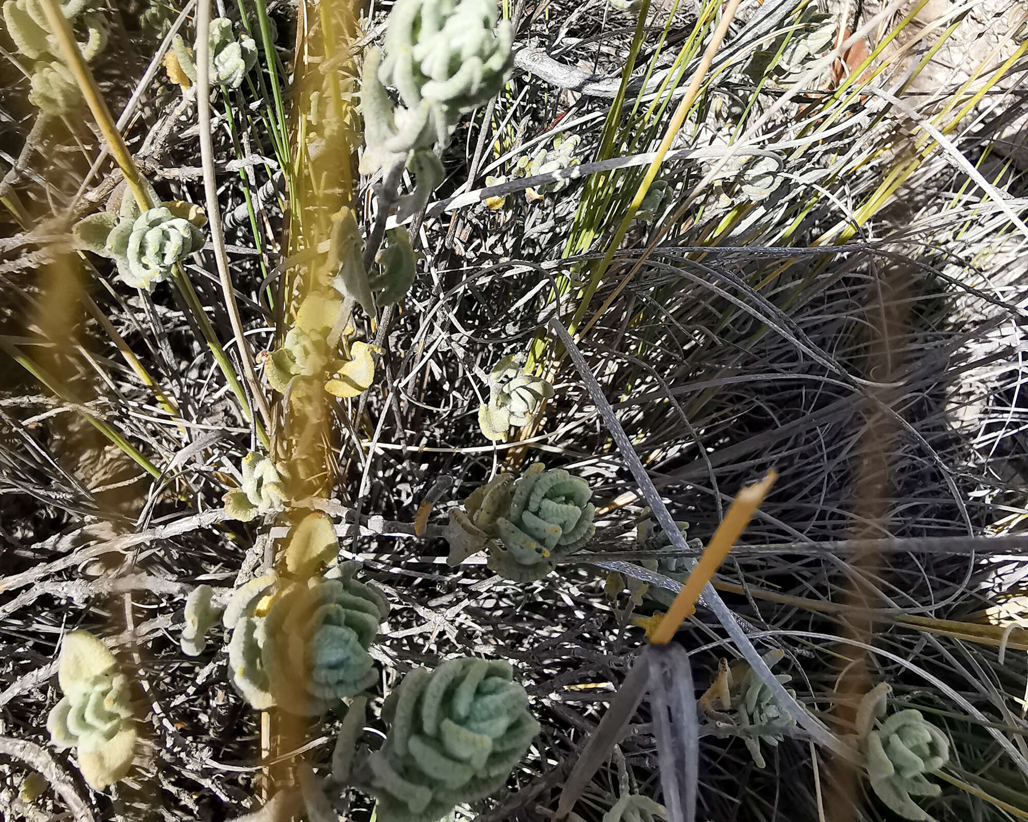 Image of Lepechinia mexicana (S. Schauer) Epling