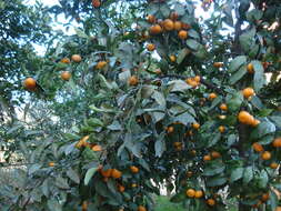 Image of Citrus reticulata