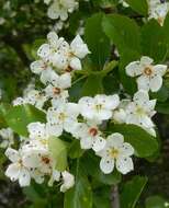 Слика од Crataegus reverchonii Sarg.