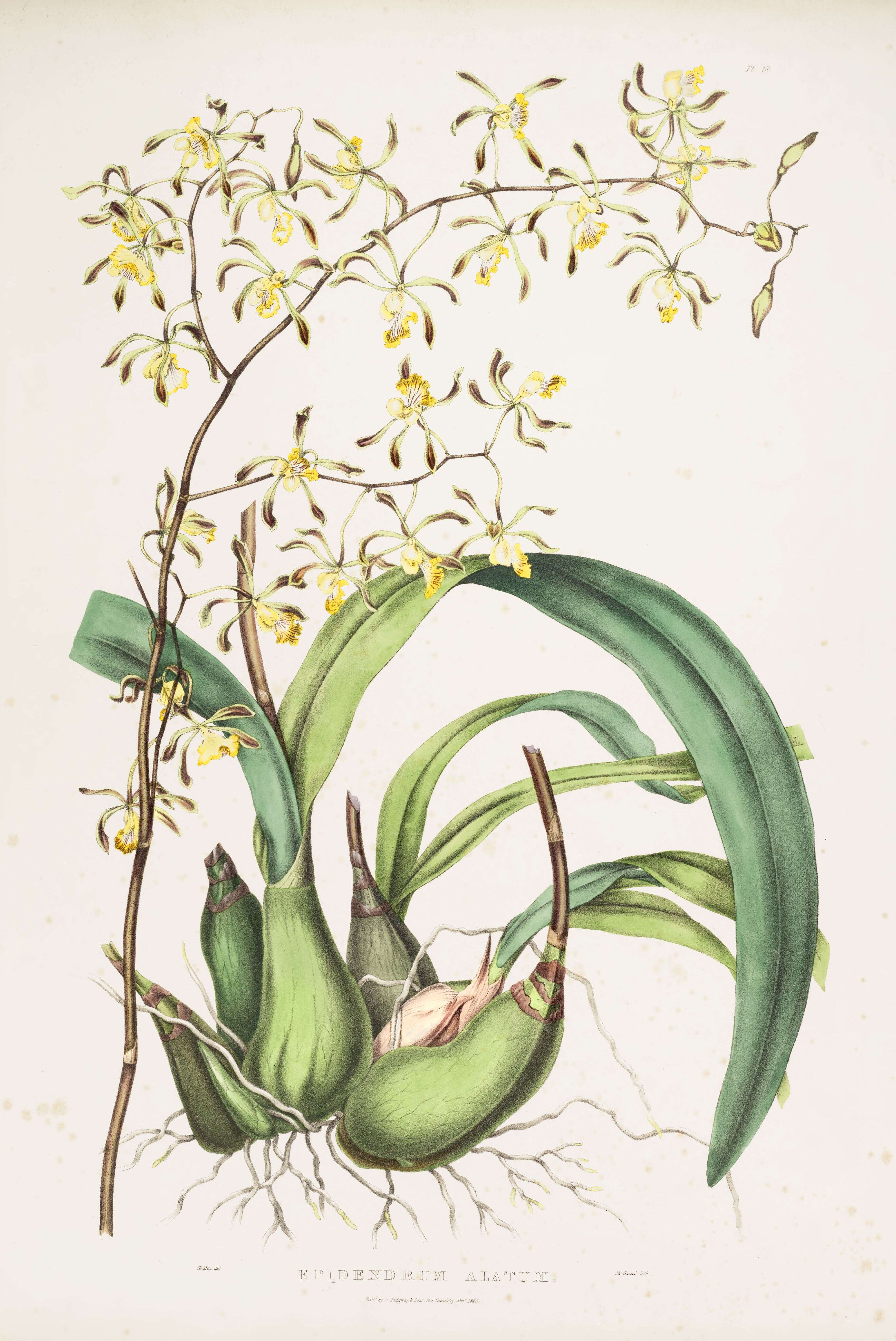 Image of Encyclia alata (Bateman) Schltr.