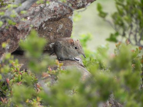 Image of Western Rock Elephant Shrew