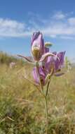 Image of broad-fruit mariposa-lily