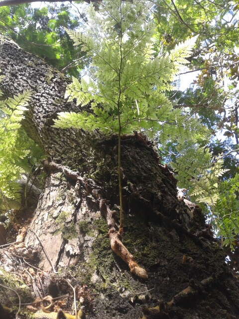 Image of hare's-foot fern