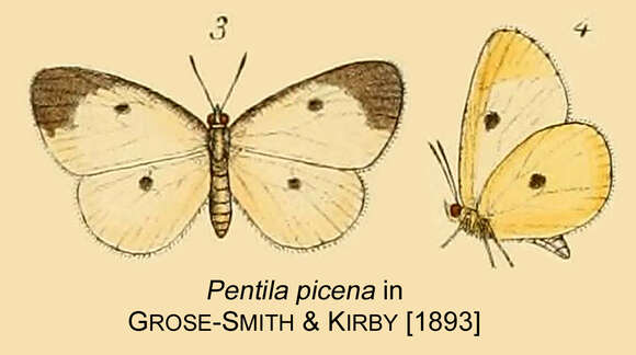 Image of Western Cream Pentila