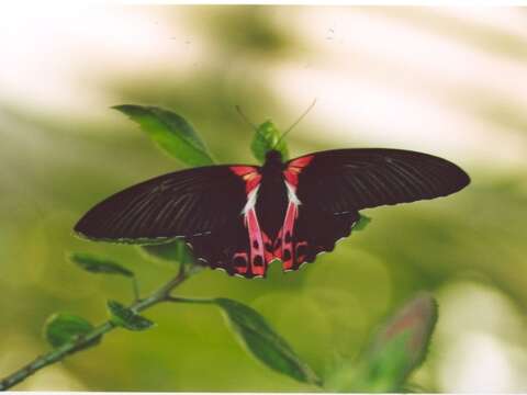 Sivun Papilio rumanzovia Eschscholtz 1821 kuva